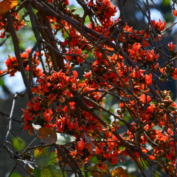 istock Flowering in Basterd Teak or Palash 2162680842