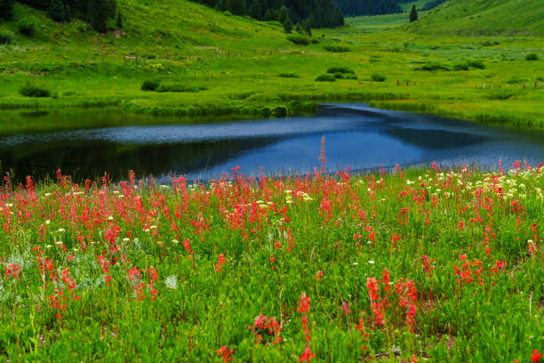 istock Red Skyrocket Wildflowers and Small Mountain Lake 2162681595