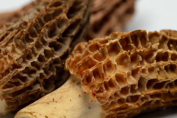 Close up of morel mushrooms