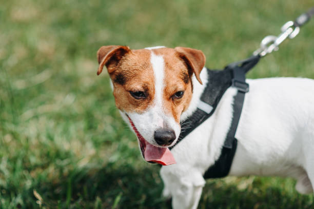 istock dog walks on grass in park 2162682341