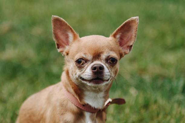 brown dog walks in park