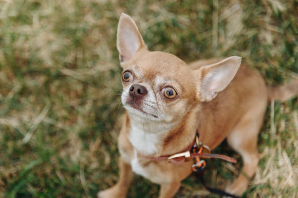 istock brown dog walks in park 2162682388