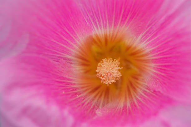 Pink flower macro photo as background. Mallow close-up.