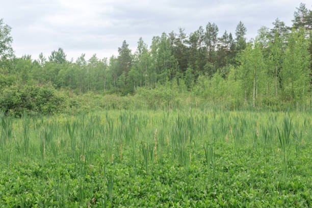 Green fen with sedge and bogbeans in the forest