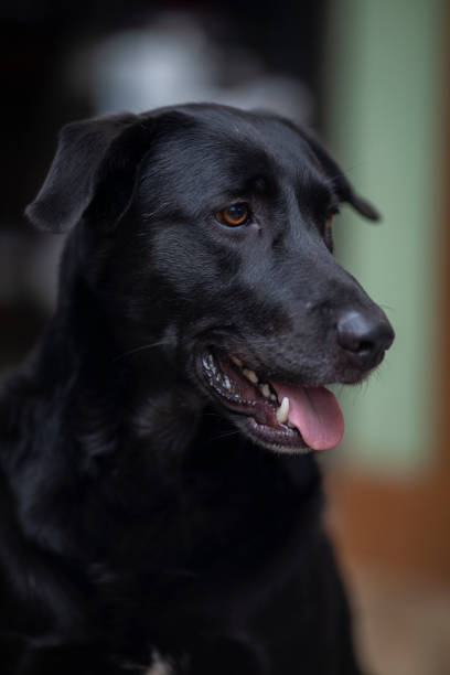 istock black pet dog at home 2162686767