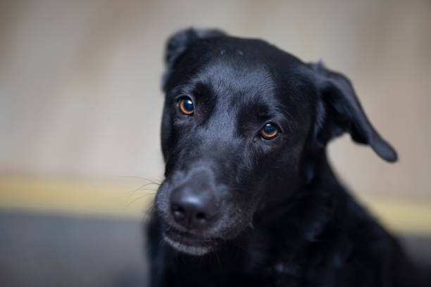 istock black pet dog at home 2162686780