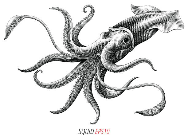 Antique engraving illustration of Squid black and white clip art isolated on white background