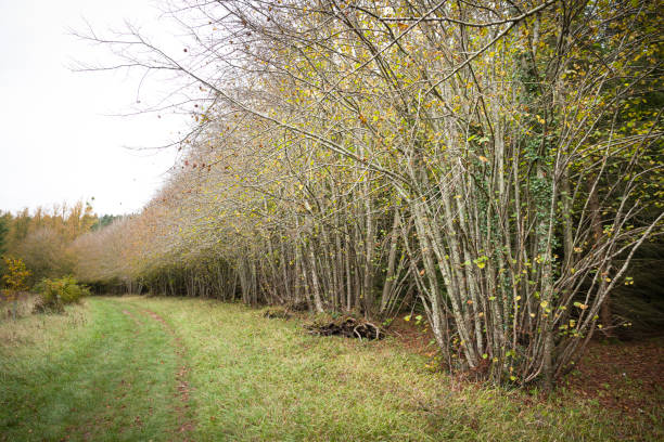 Row of coppiced trees in a forest, Buckinghamshire, UK