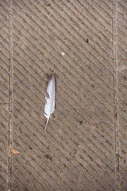 Pigeon Feather on Stone Street, High Angle View