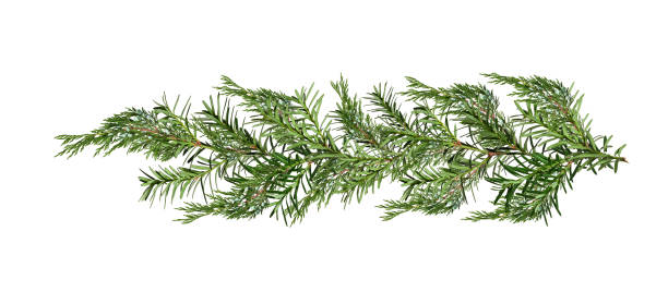 istock Christmas garland of yew and juniper branches. 2162693718