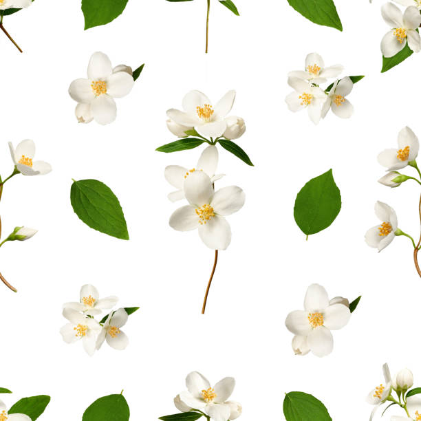 istock Seamless pattern of jasmine flowers and leaves. 2162695247