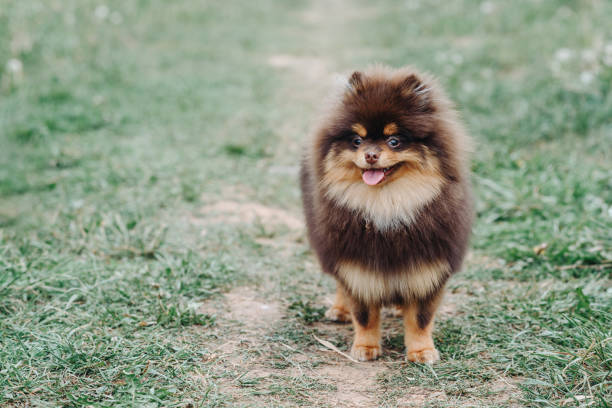 istock dog stands on path in park 2162697568
