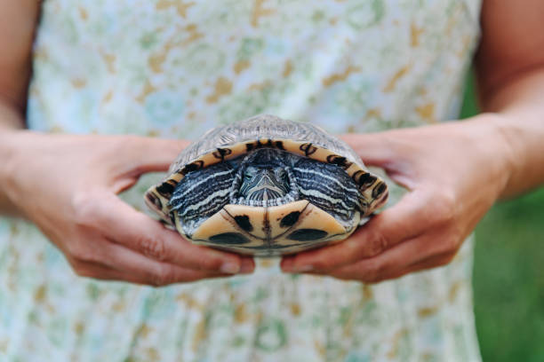 istock small turtle in woman hands 2162698267