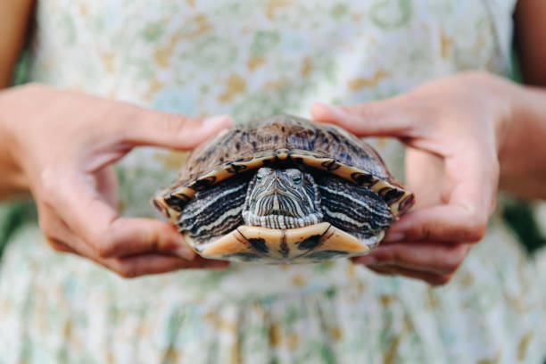 istock small turtle in woman hands 2162698270
