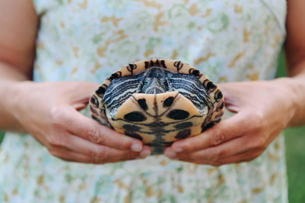 istock small turtle in woman hands 2162698278