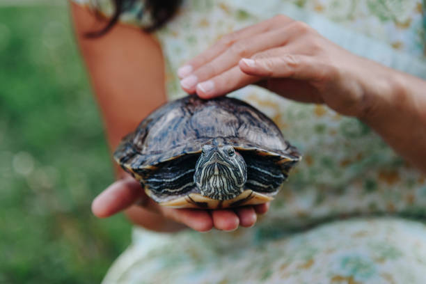 istock small turtle in woman hands 2162698292