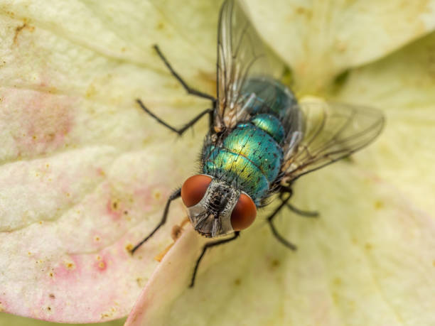 Closeup shot of Common European Greenbottle Fly resting on flower head