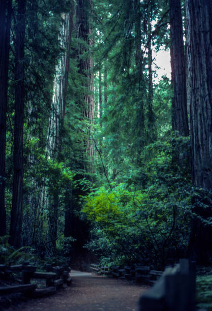 Muir Woods Trail - 1978. Scanned from Kodachrome 64 slide.