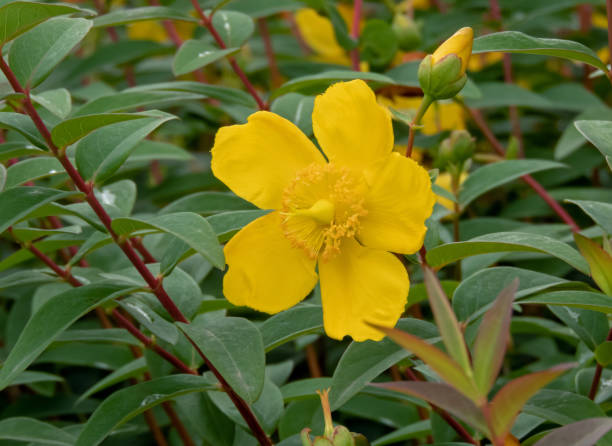 istock Hypericum x hidcoteense yellow flower closeup 2162702346