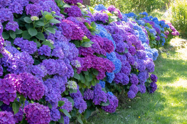 istock Hydrangea shrubs with purple and blue flowers garden hedge. 2162702365