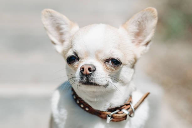 istock red chihuahua sits on stone stairs 2162703048