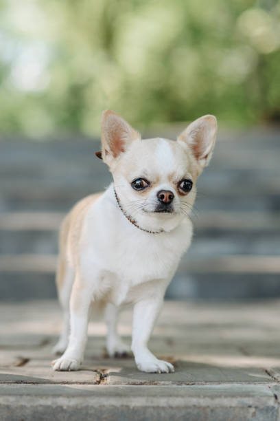 istock red chihuahua stands on stone stairs 2162703053
