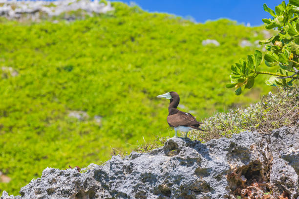 Ogasawara Islands, Minamito, Gannets