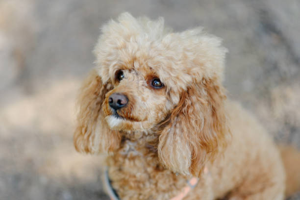 istock red poodle walks in park 2162703520