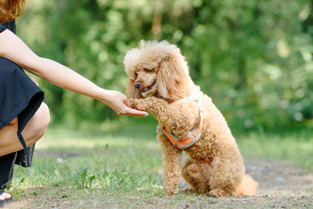 istock red poodle walks in park 2162703529