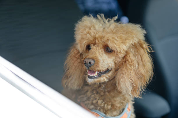 A happy, groomed, apricot colored Standard Poodle looking out from an open automobile window.
