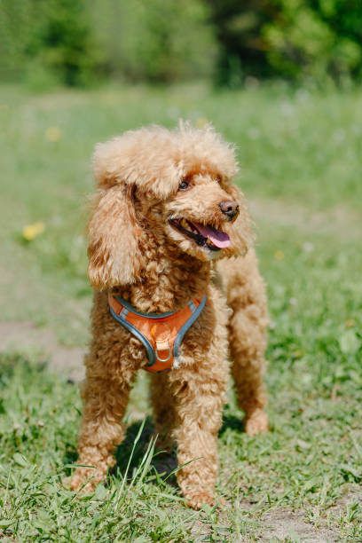 istock red poodle walks in park 2162703537