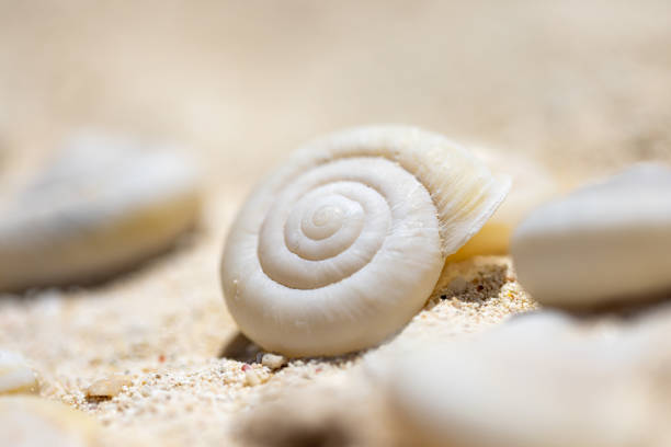 Shells washed up on the shores of Minamijima, Ogasawara Islands