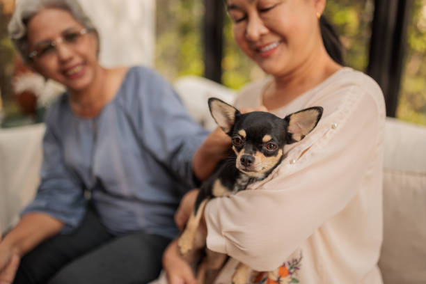 Charming Thai women petting a chihuahua dog while seated comfortably in a modern, well-lit living room.
