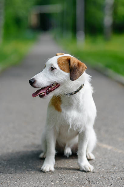 istock Jack Russell Terrier walks in park 2162705084