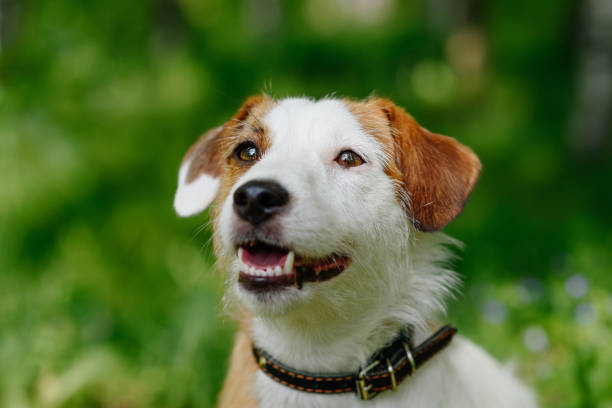 istock Jack Russell Terrier walks in park 2162705087