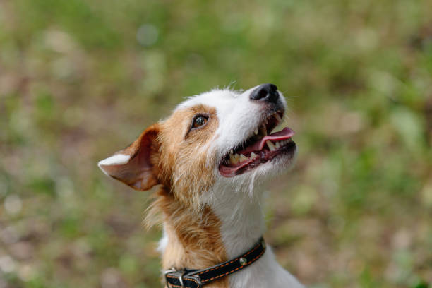 istock Jack Russell Terrier walks in park 2162705089