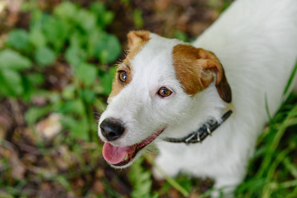 istock Jack Russell Terrier walks in park 2162705091