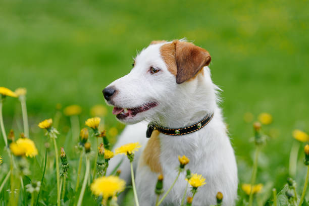 Jack Russell Terrier walks in park with owner, white dog with brown ears walking in green grass among dandelion flowers, tongue out, dogwalking concept