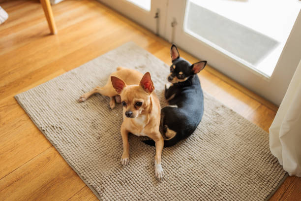istock Cute chihuahua dogs 2162705178