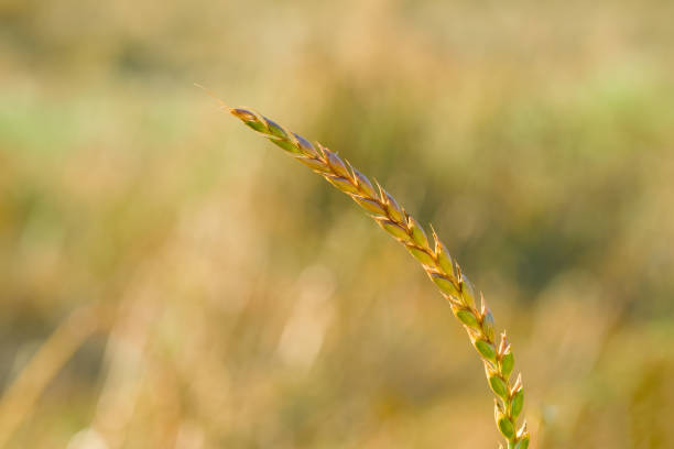 ripening ear of spelt close-up in the sunset rays