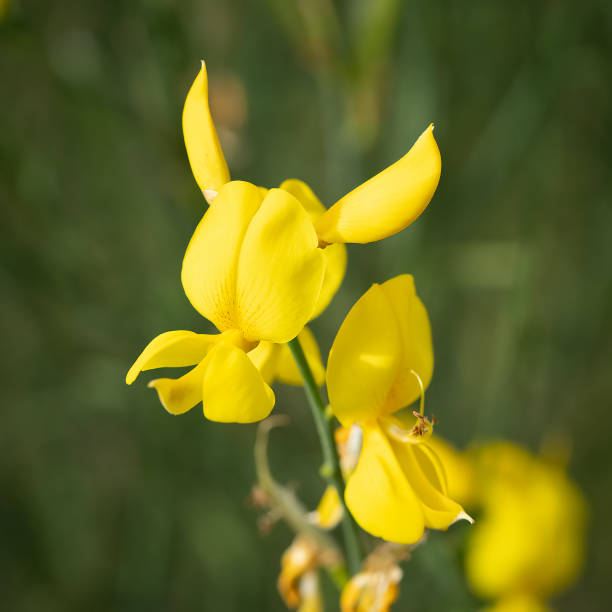 A single yellow flower of the weaver's broom bush, in an Israeli meadow.