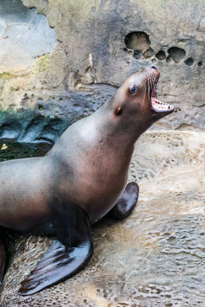 istock Steller Sea Lion Roaring 2162708028