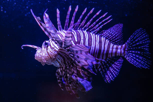 istock Stunning Lionfish Swimming in the Deep Blue Sea 2162708049