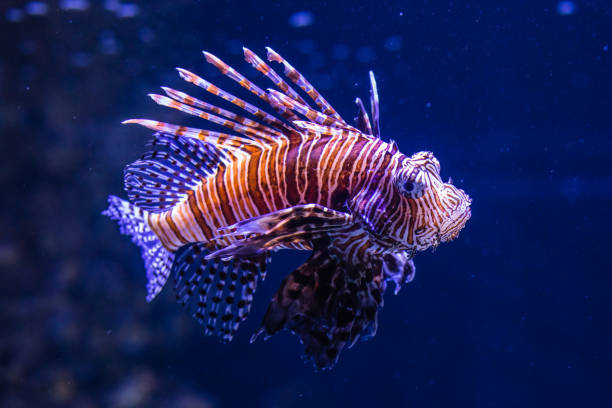 istock Striking Lionfish with Vibrant Stripes in Deep Blue Sea 2162708069