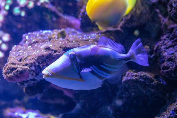 A stunning close-up of a vibrant triggerfish swimming gracefully among the corals. The fish's unique patterns and vivid colors stand out against the rocky backdrop and colorful reef environment.