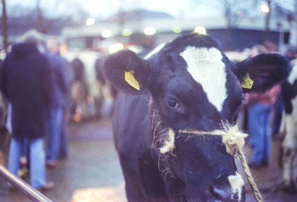 Tuesday was a fixed market day where farmers traded cattle every week with a handshake. Marketplace 'Koemarkt', Purmerend, The Netherlands. 4/23/1991. Groups with ‘Holstein-Friesian’ cows on the market square in Purmerend that are traded by farmers.