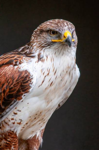 istock Buzzard in front of a dark background 2162711404