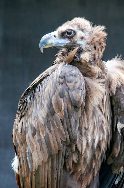 istock King vulture in front of a dark background 2162711412