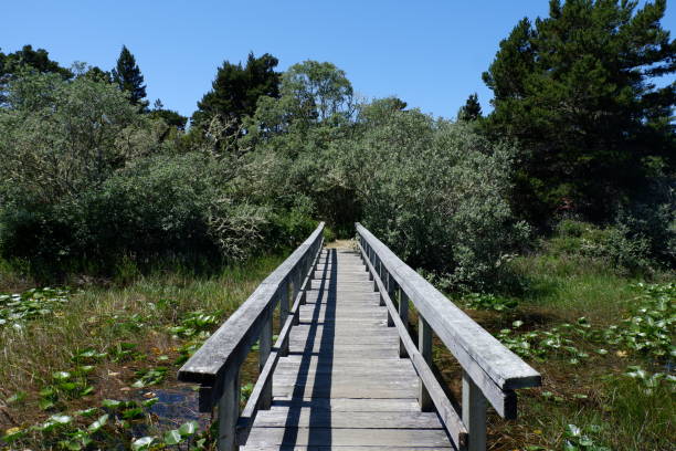 istock Wooden Bridge in Horsfall, Siuslaw National Forest 2162711749