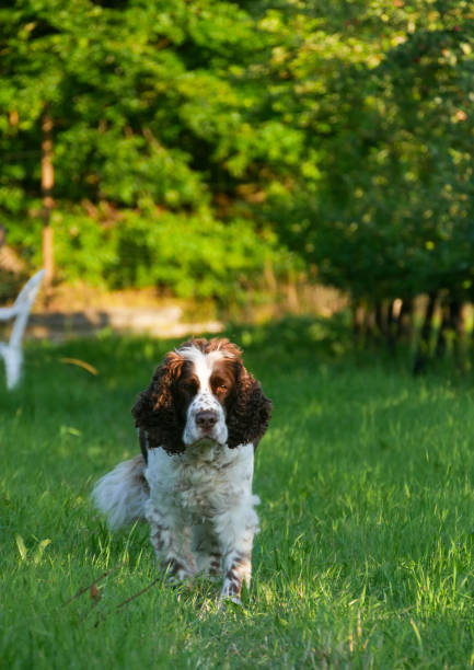 English Springer Spaniel running towards you in green grass. Portrait.